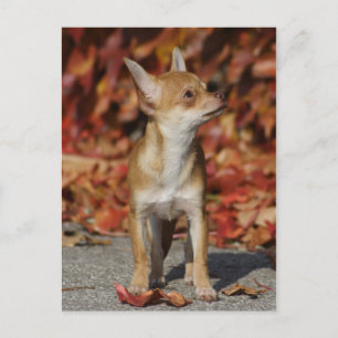 Brown Chihuahua Puppy Postkarte