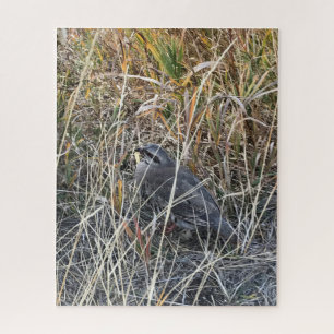 Brown Chukar Partridge fast versteckt