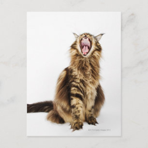 Brown Classic Main Coon Tabby Postkarte