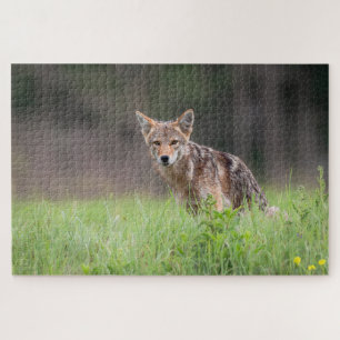 Brown Coyote, kanadische Tierfotografie