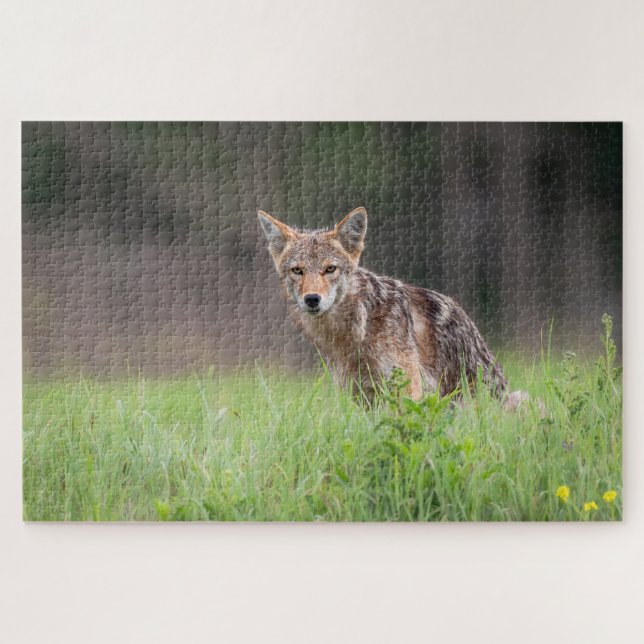 Brown Coyote, kanadische Tierfotografie (Horizontal)