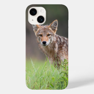 Brown Coyote, kanadische Tierfotografie Case-Mate iPhone 14 Hülle
