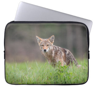 Brown Coyote, kanadische Tierfotografie Laptopschutzhülle