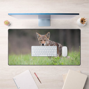 Brown Coyote, kanadische Tierfotografie Schreibtischunterlage