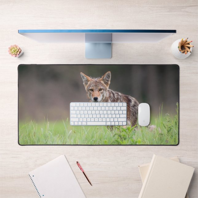 Brown Coyote, kanadische Tierfotografie Schreibtischunterlage (Büro 1)