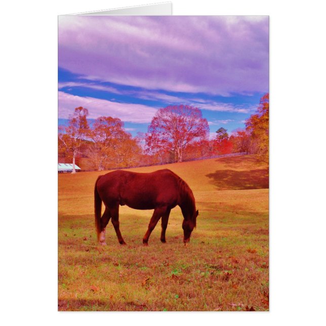 > Brown dans un champ de couleur onirique (Devant)