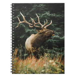 BROWN DEER AUF GRÜNEN GRAS WÄHREND DES TAGES NOTIZBLOCK