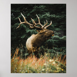 BROWN DEER AUF GRÜNEN GRAS WÄHREND DES TAGES POSTER