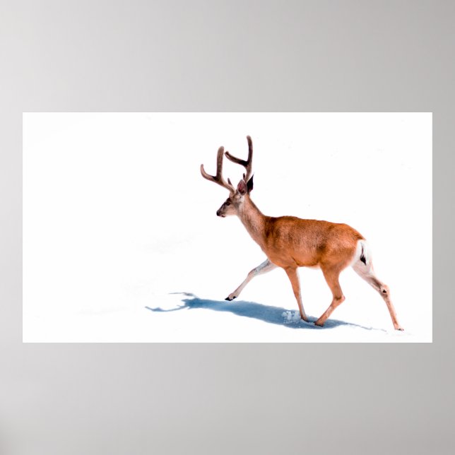BROWN DEER ON WHITE BACKGROUND POSTER (Vorne)