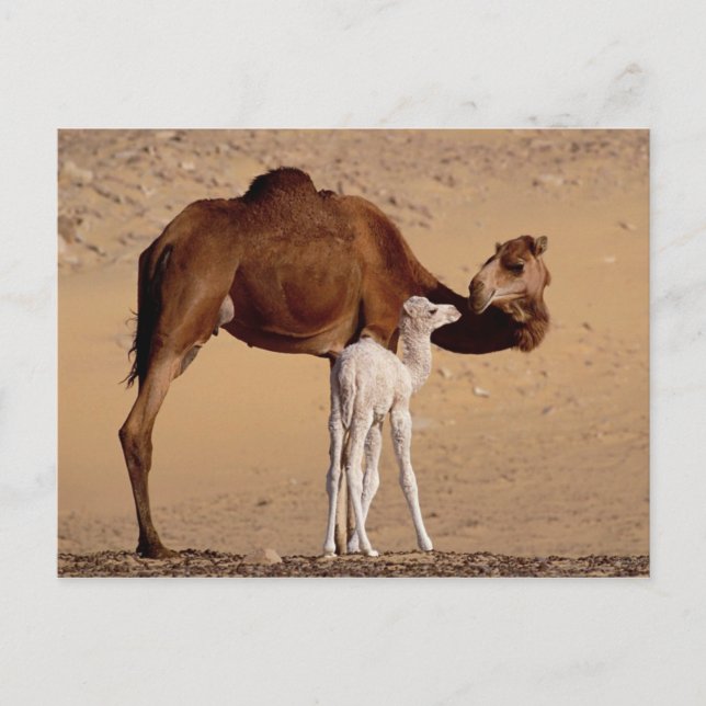 Brown Dromedary Mother Camel and White Cala Postkarte (Vorderseite)