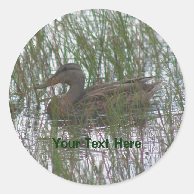 Brown Duck Nature Fotografy Sticker (Vorderseite)