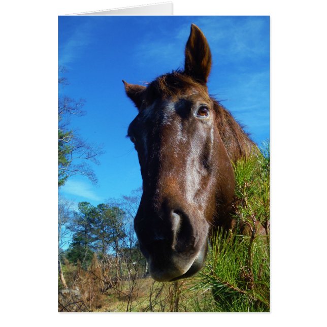 Brown et crème Couleur Cheval bleu ciel (Devant)