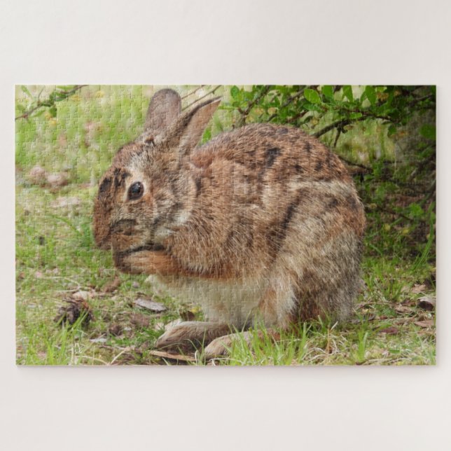 Brown Fluffy wild Bunny Rabbit beten (Horizontal)