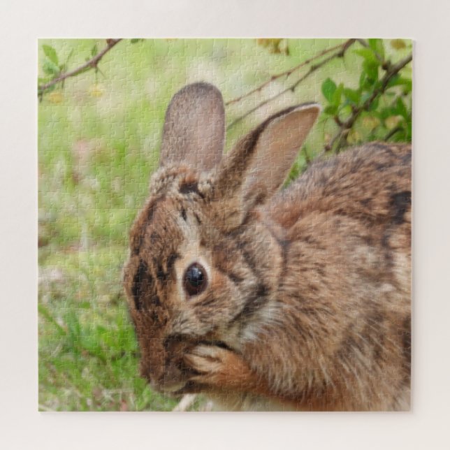 Brown Fluffy wild Bunny Rabbit OH MY (Horizontal)