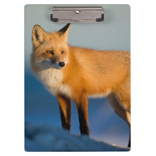 Brown Fox Klemmbrett