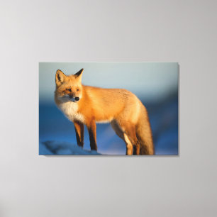Brown Fox Leinwanddruck