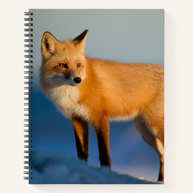 Brown Fox Notizbuch (Vorderseite)