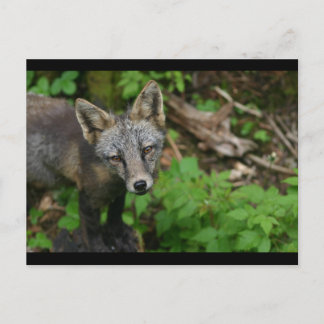 Brown Fox Postkarte