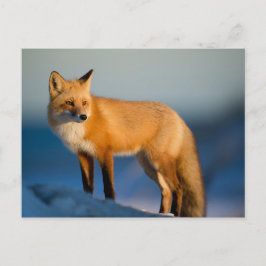 Brown Fox Postkarte