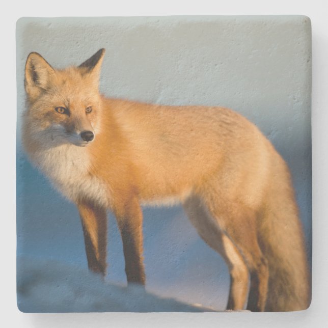Brown Fox Steinuntersetzer (Vorderseite)