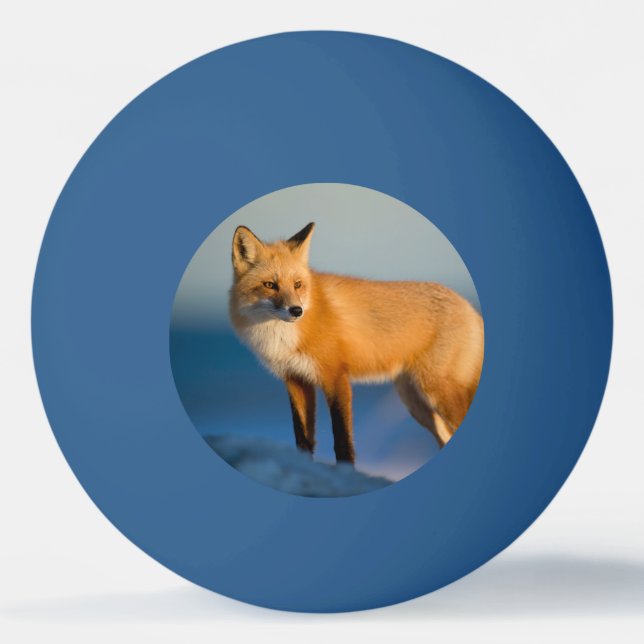 Brown Fox Tischtennisball (Vorderseite)