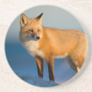 Brown Fox Untersetzer