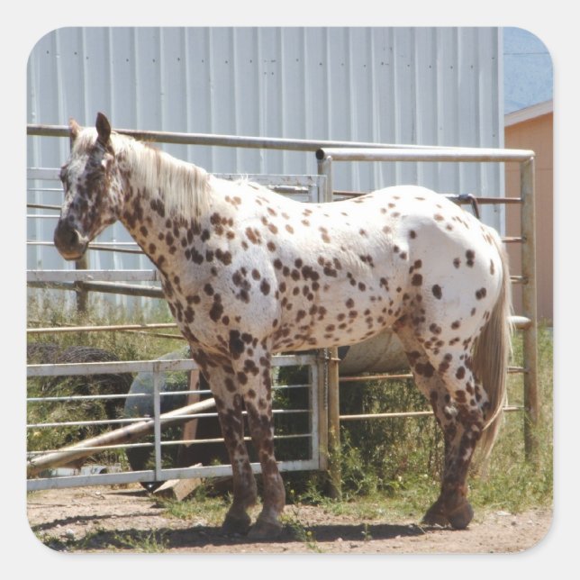 Brown gepunktet Appaloosa Quadratischer Aufkleber (Vorderseite)