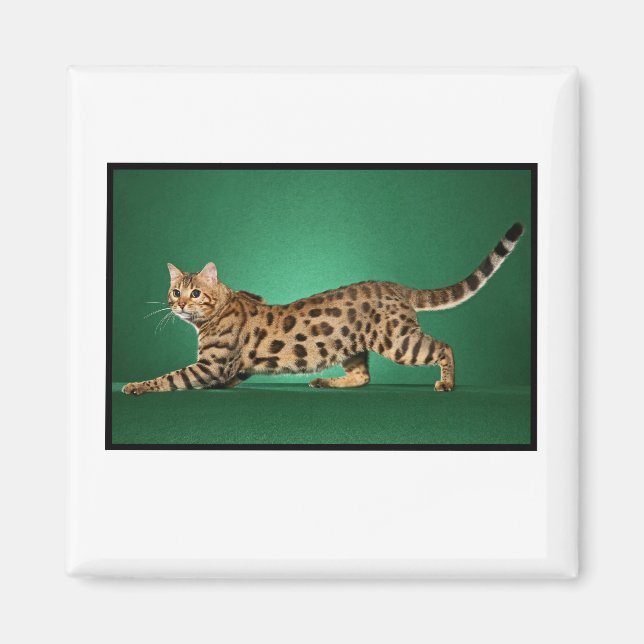 Brown Gepunktet Bengalisch Magnet (Vorne)