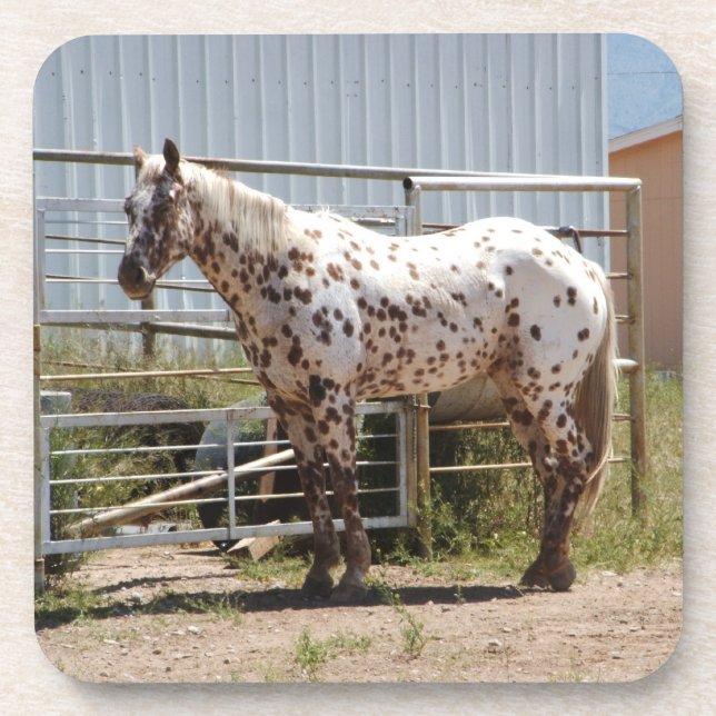 Brown gepunktete Appaloosa-PferdeUntersetzer Untersetzer (Vorderseite)