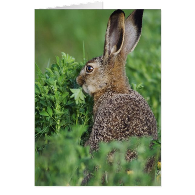 Brown Hare, Lepus europaeus, young eat, (Vorne)