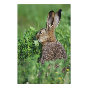 Brown Hare, Lepus europaeus, young eat, Fotodruck