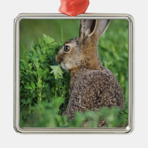 Brown Hare, Lepus europaeus, young eat, Ornament Aus Metall