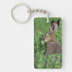 Brown-Hasen, Lepus europaeus, junges Essen, Schlüsselanhänger
