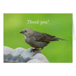Brown Headed Cowbird Danke Karte