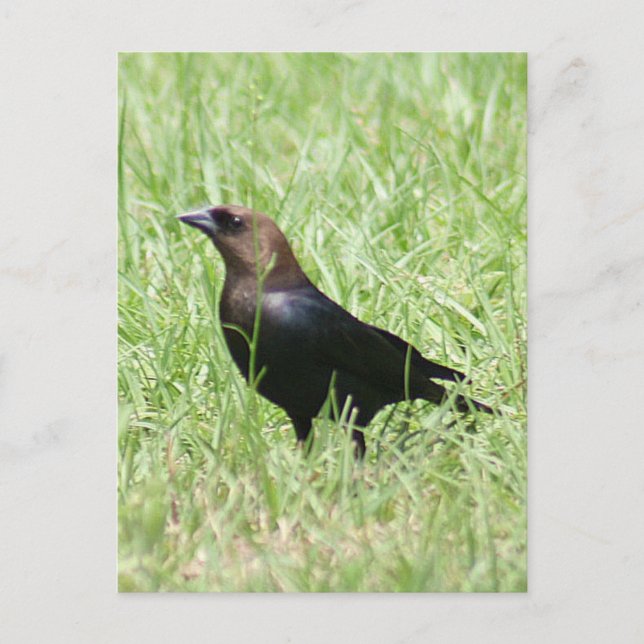 Brown Headed Cowbird Foto Postkarte (Vorderseite)