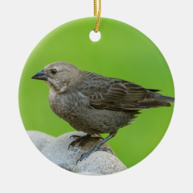 Brown Headed Cowbird Keramik Ornament (Vorne)