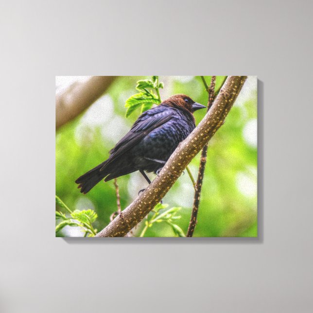 Brown Headed Cowbird Leinwanddruck (Vorderseite)