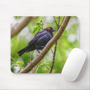 Brown Headed Cowbird Mousepad
