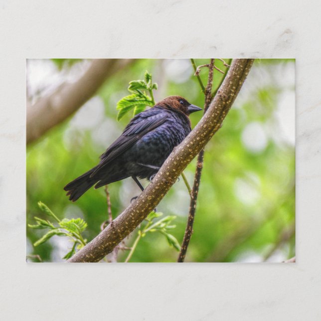 Brown Headed Cowbird Postkarte (Vorderseite)