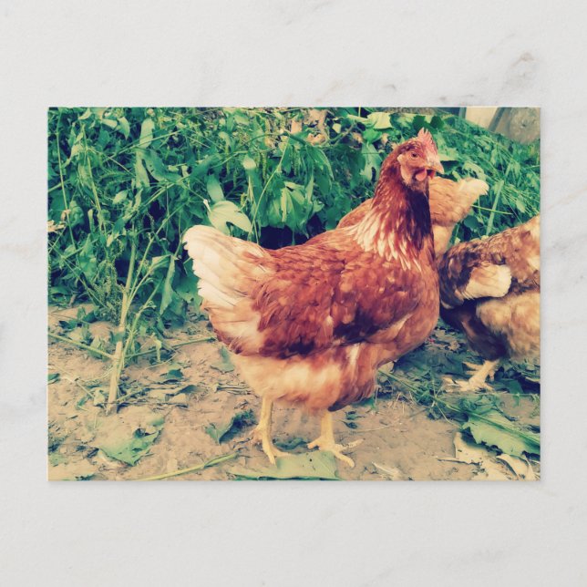 Brown Hen Postkarte (Vorderseite)
