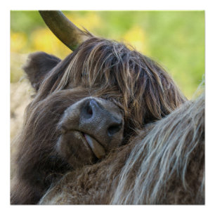 Brown Highland Cow Poster