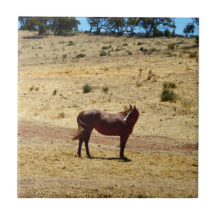 Brown_Horse_Country,_ Fliese