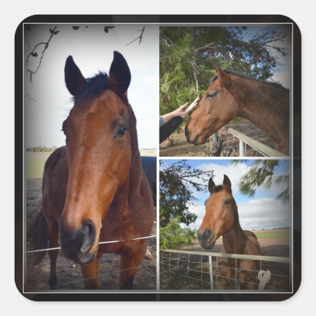 Brown Horse Foto Collage, Square Sticker (Vorderseite)