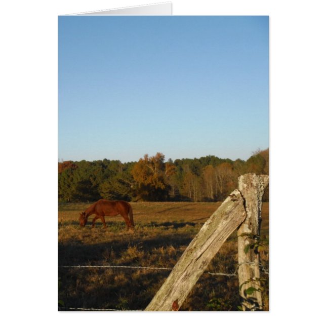 Brown horse in the Sun (Devant)