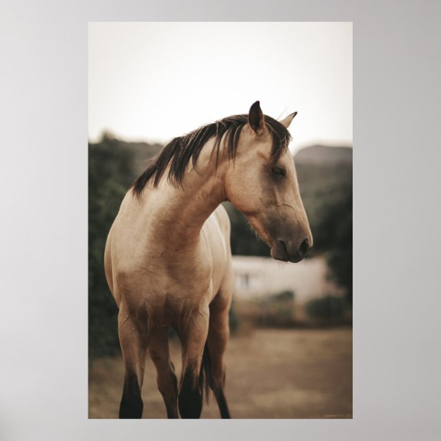 BROWN HORSE POSTER (Vorne)