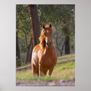 Brown horse poster
