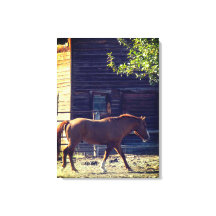 Brown Horse Walking