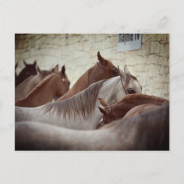 Brown Horses Post Card Postkarte