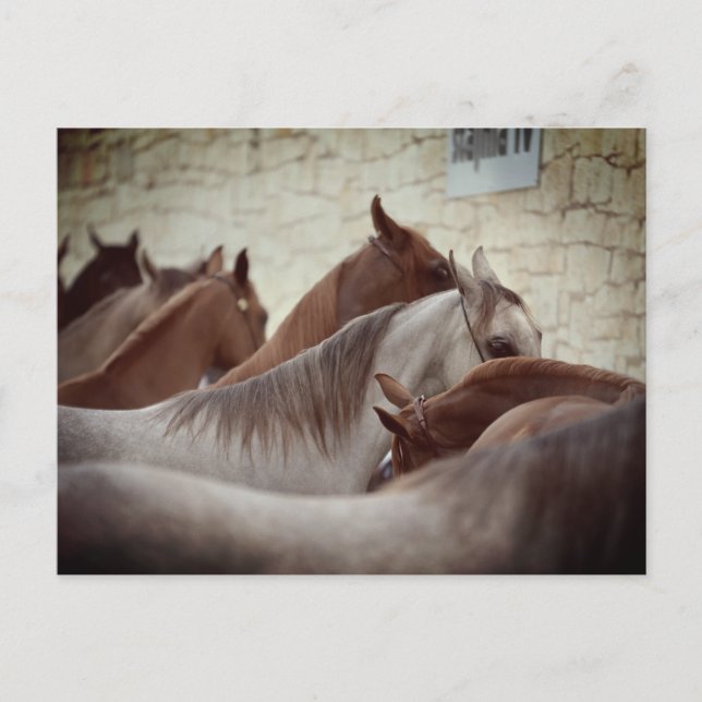Brown Horses Post Card Postkarte (Vorderseite)