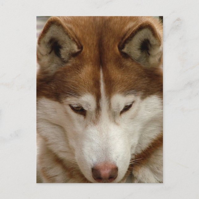 Brown Husky Postcard Postkarte (Vorderseite)